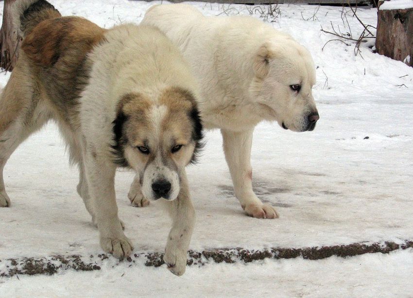 Среднеазиатская овчарка (алабай) — портрет