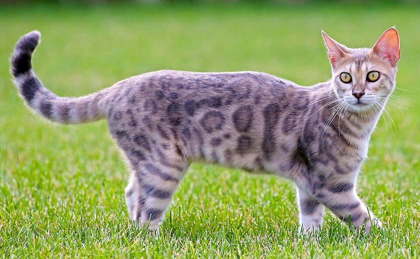 Бенгальская — котёнок