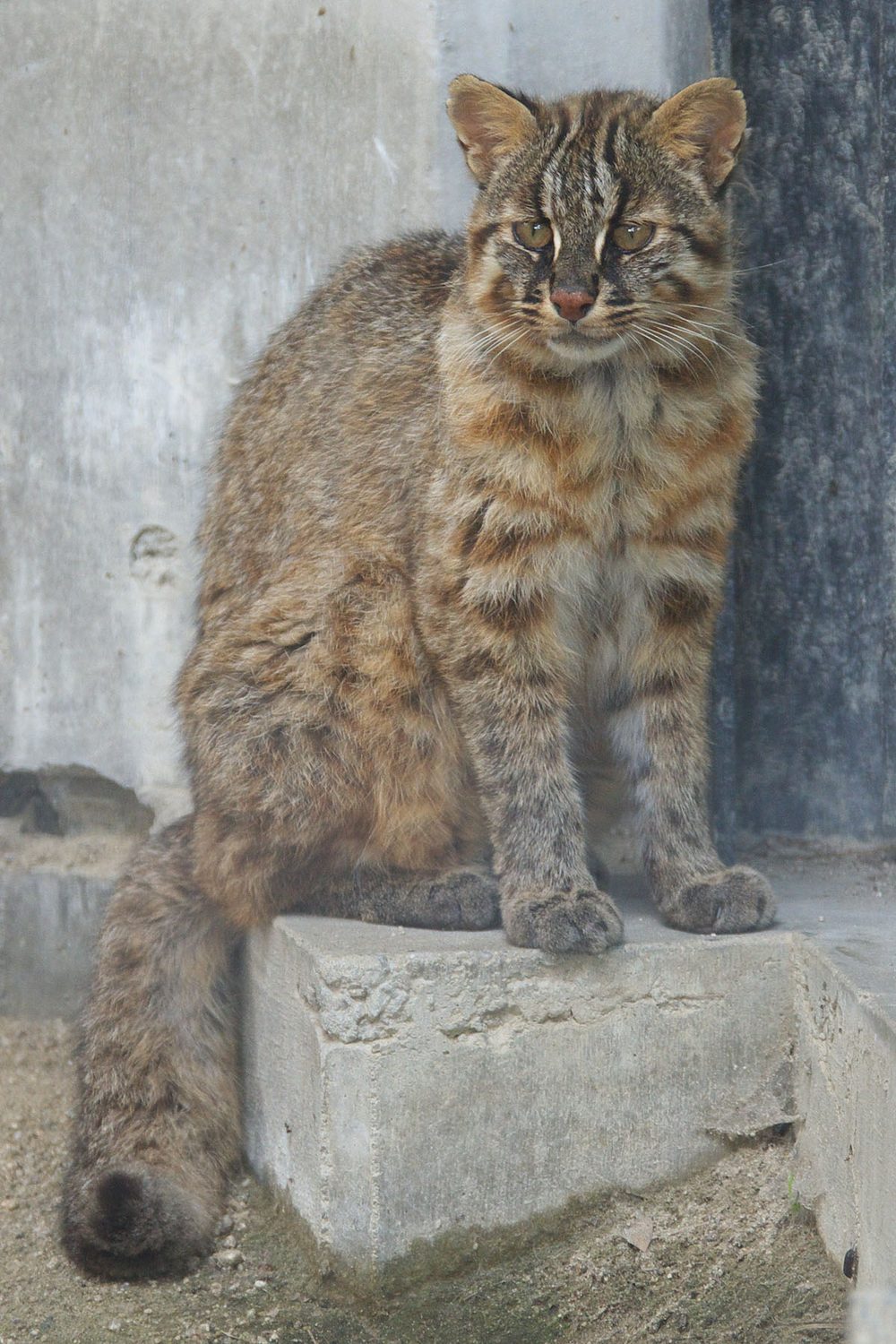 Бенгальская — фото породы