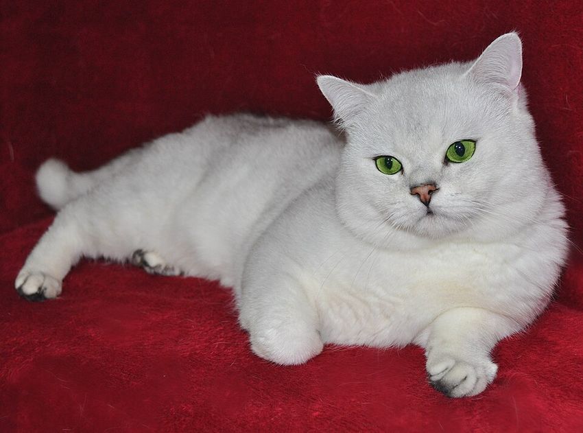 Британская короткошёрстная — котёнок