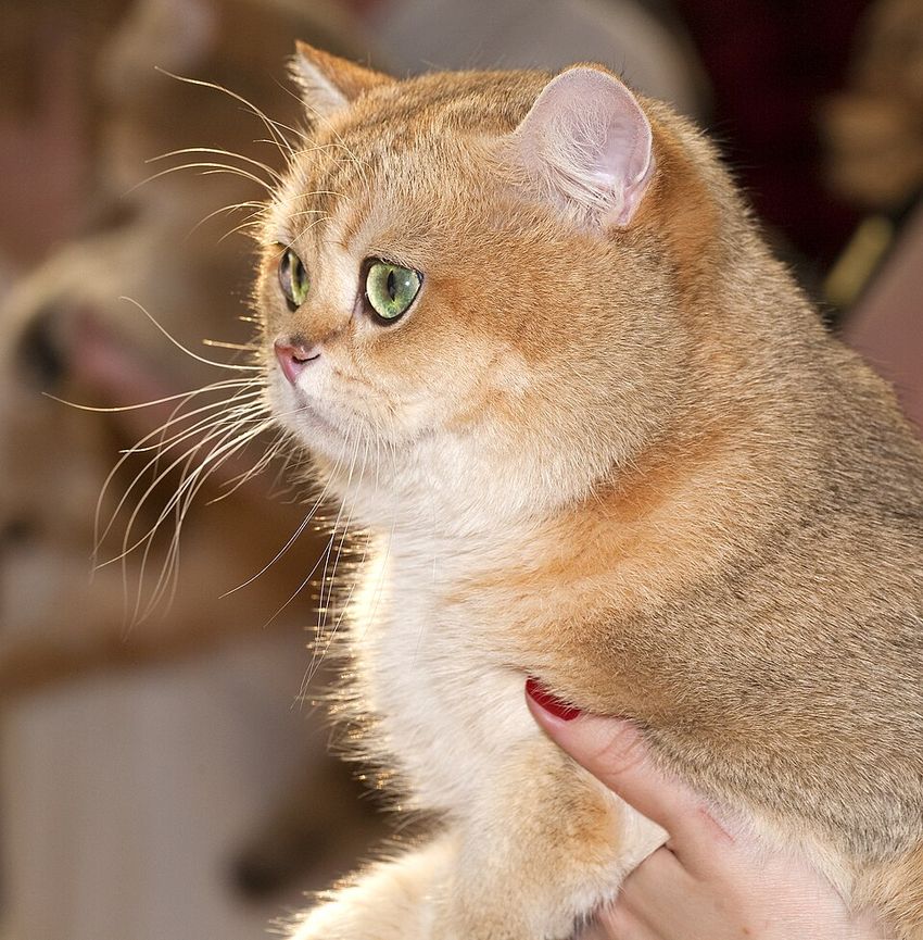 Британская короткошёрстная — в профиль