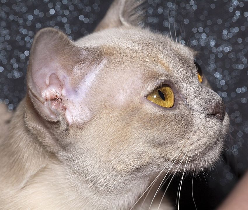 Бурманская — котёнок