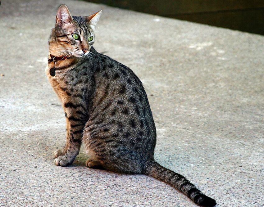 Египетская мау — котёнок