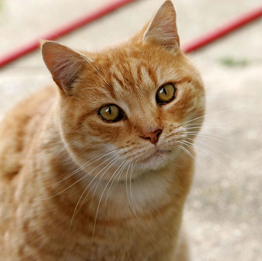 Канадский сфинкс — котёнок