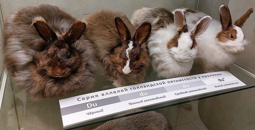 Карликовый вислоухий баран — портрет