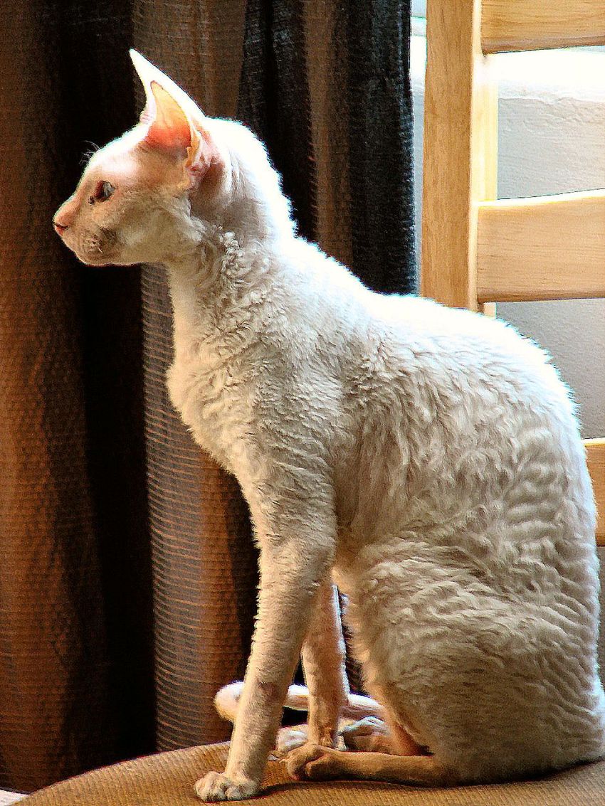 Корниш-рекс — в профиль