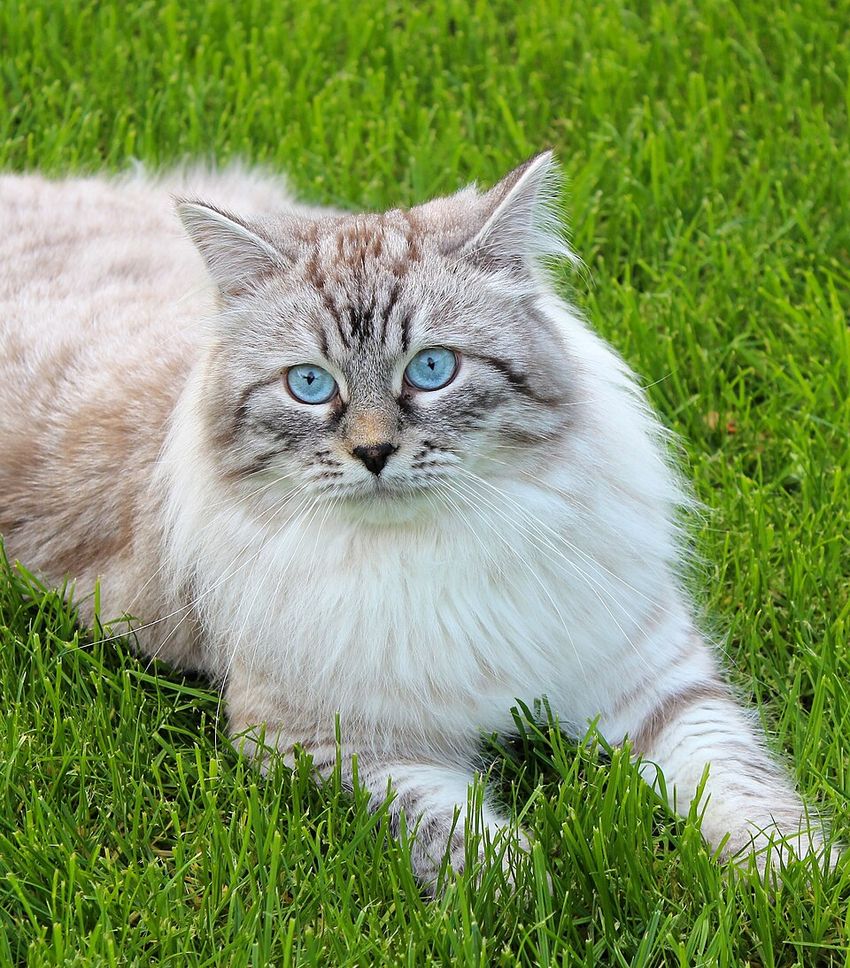 Невская маскарадная — котёнок