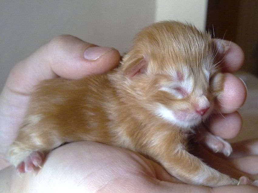 Норвежская лесная — котёнок