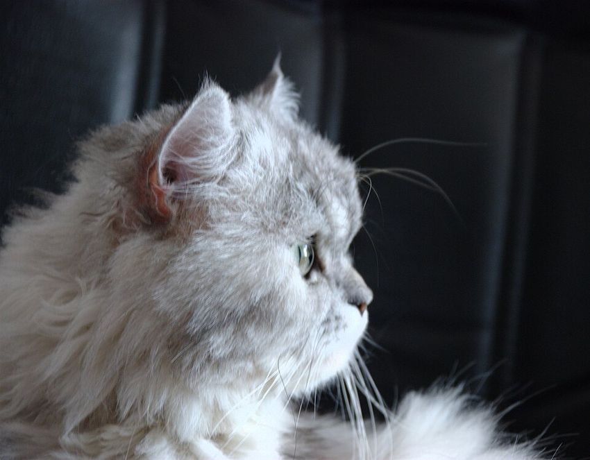 Персидская — котёнок