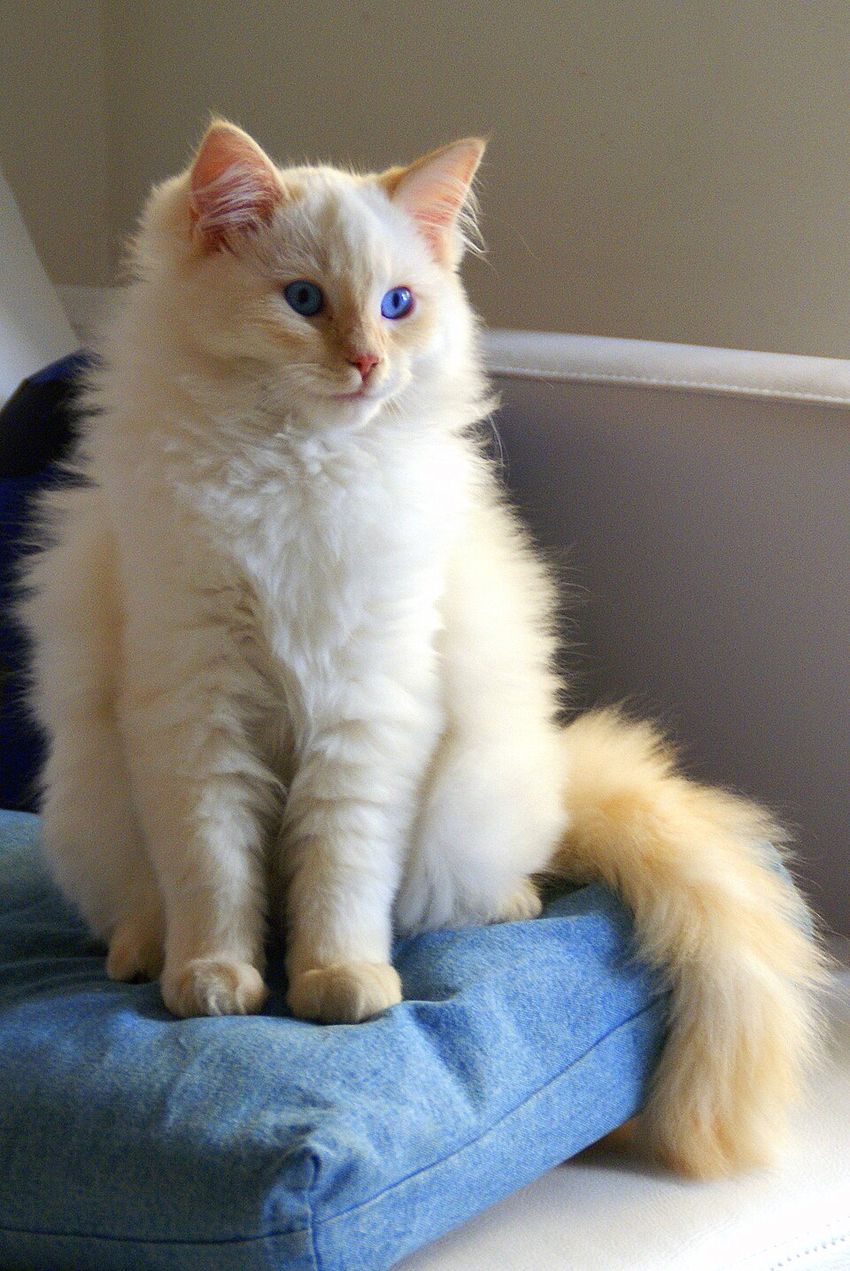 Рэгдолл — котёнок