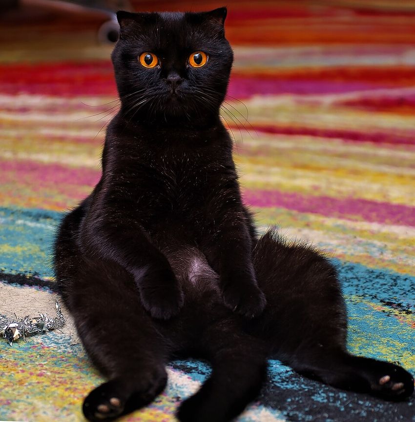 Шотландская вислоухая — котёнок