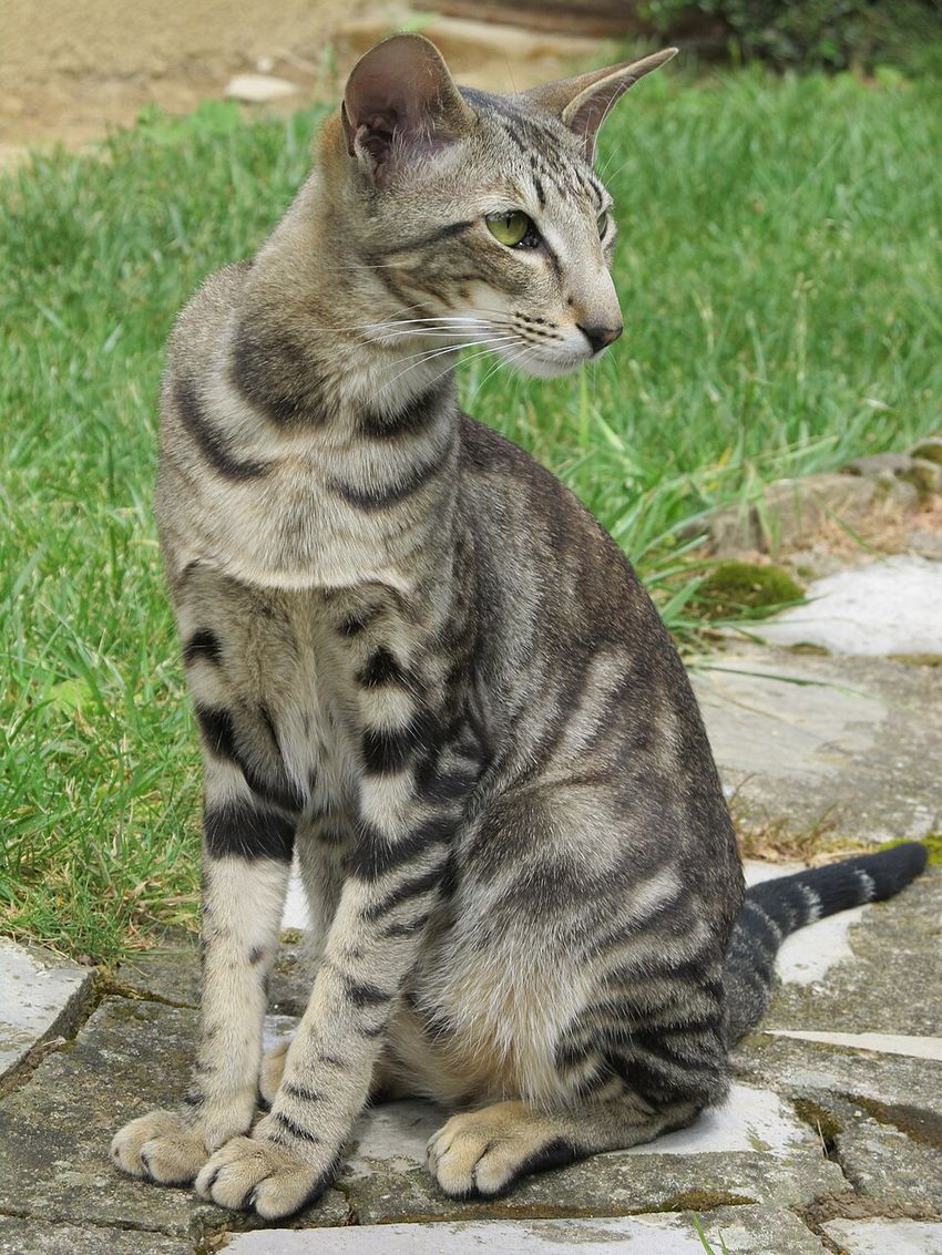 Сиамская — котёнок
