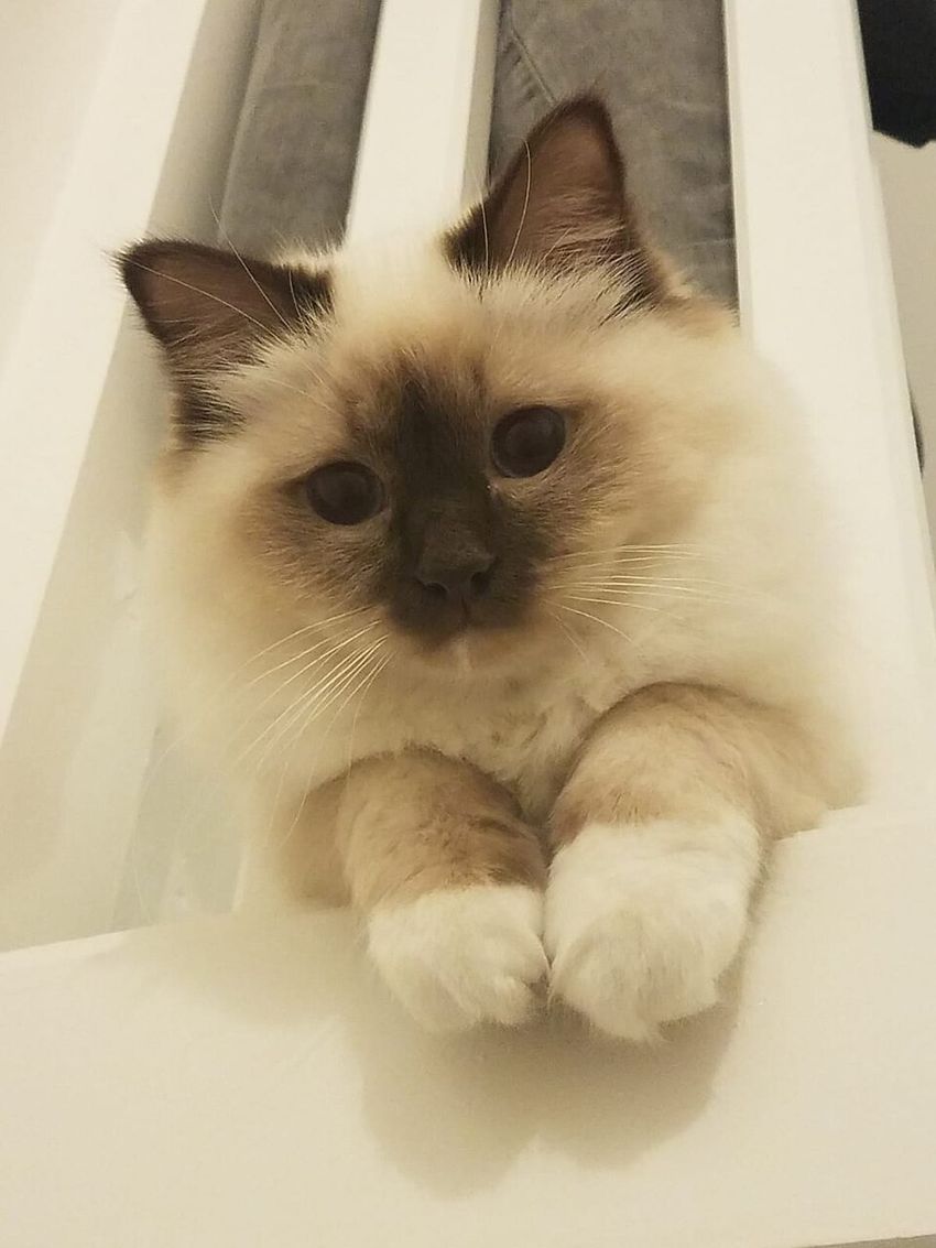 Священная бирма — котёнок