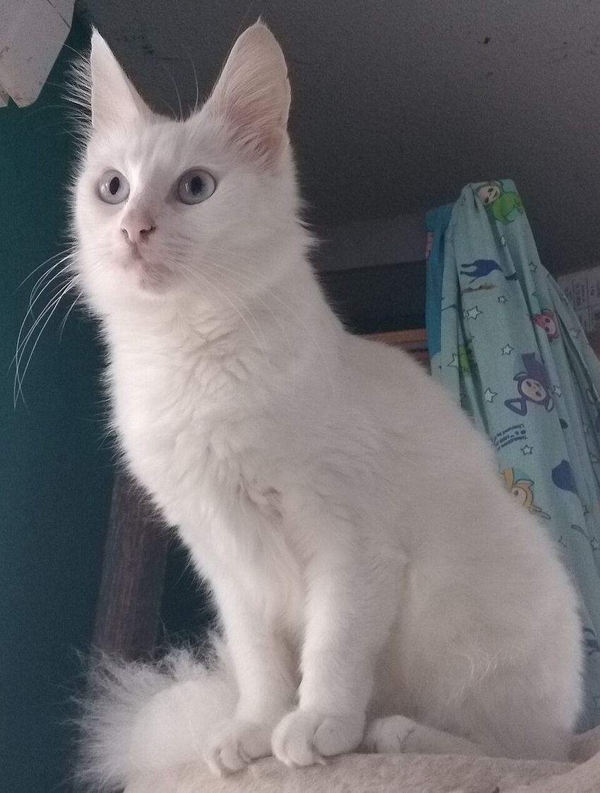 Турецкая ангора — котёнок