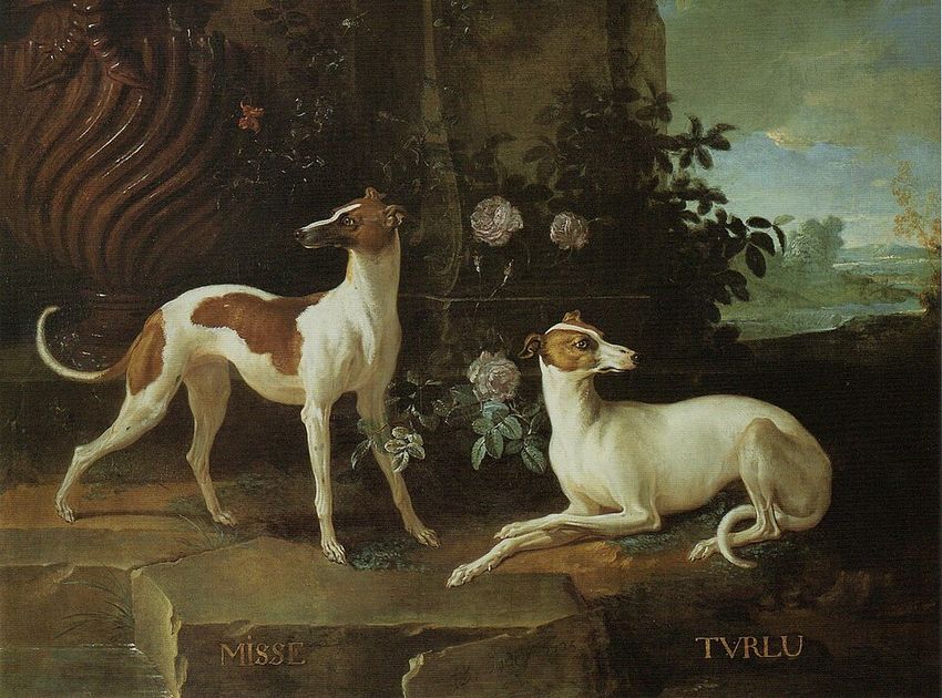Уиппет — в профиль